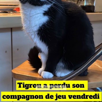 Photo 1/1 Onyx Chat perdu à Paris