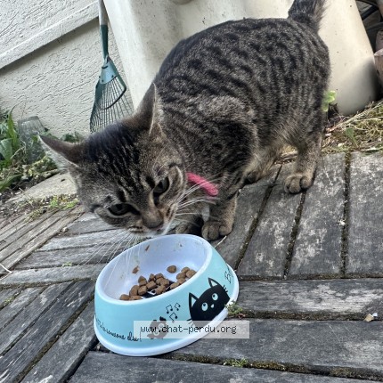 Photo 1/1 Chat retrouvé Trouvé à Champigny Sur Marne