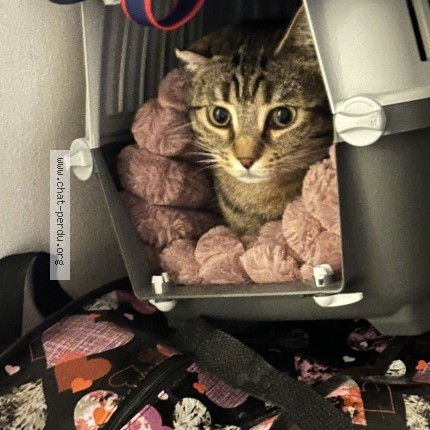 Photo de chat perdu à Saint Foy Les Lyon
