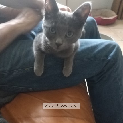 Photo 1/1 Chat trouvé Trouvé à Nerondes