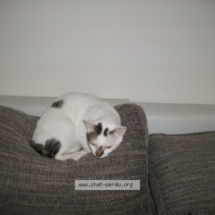 Photo de chat perdu à Lyon Toulouse Bordeaux