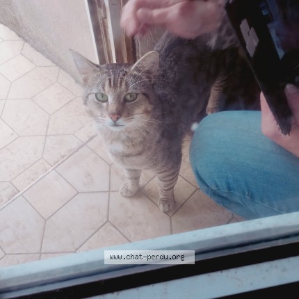 Photo de chat trouvé à Edern