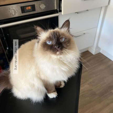 Photo de chat perdu à Brech