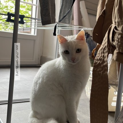 Photo de chat perdu à Agen
