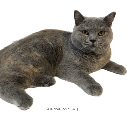 Photo 1/1 Poppée Chat perdu à Montreuil