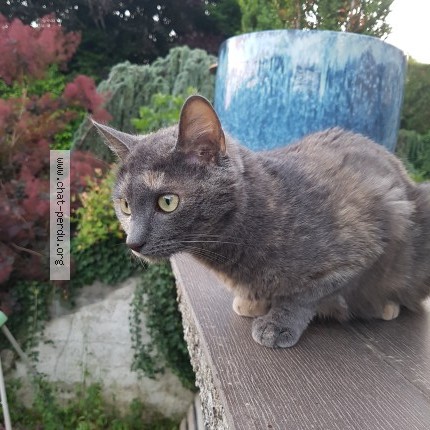 Photo de chat perdu à Menthonnex Sous Clermont