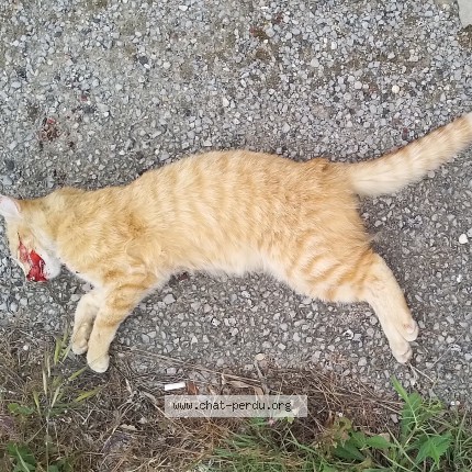 Photo 1/1 Chat trouvé Trouvé à Pignan