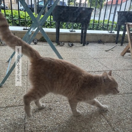 Photo de chat trouvé à Niort
