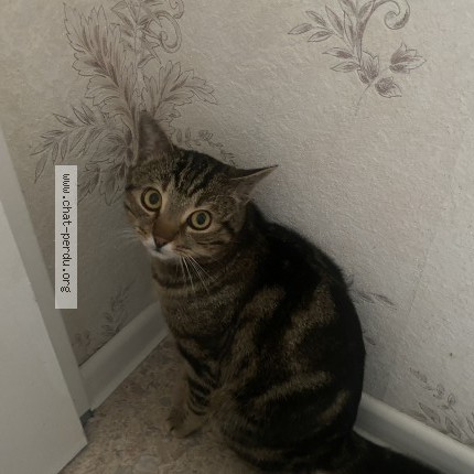 Photo de chat perdu à Illkirch Graffenstaden