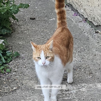 Photo 1/1 Chat trouvé Trouvé à Civry La Foret