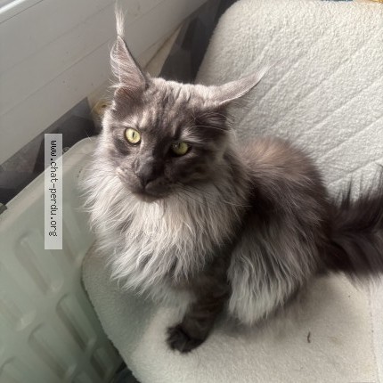Photo de chat perdu à Chalons En Champagne