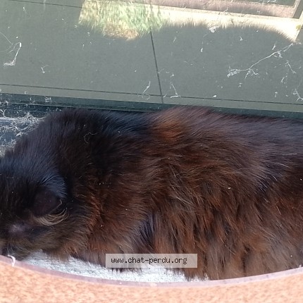 Photo de chat trouvé à Capendu