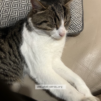 Photo de chat perdu à Aubenas