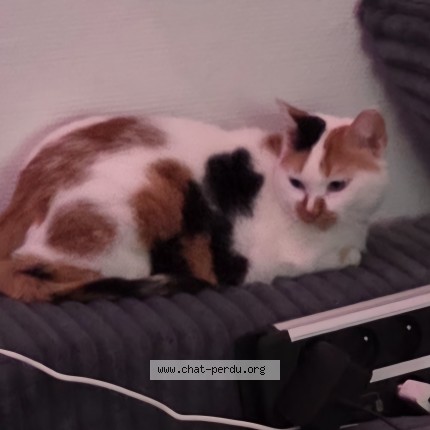 Photo de chat perdu à Bray Sur Seine
