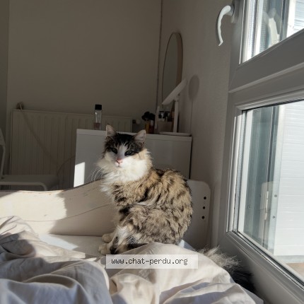 Photo de chat perdu à Aubenas