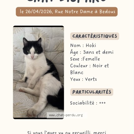 Photo 1/1 hoki Chat perdu à Bedous