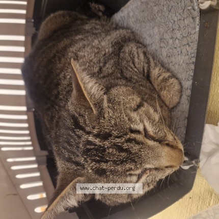 Photo 1/1 Chat trouvé Trouvé à Erdeven