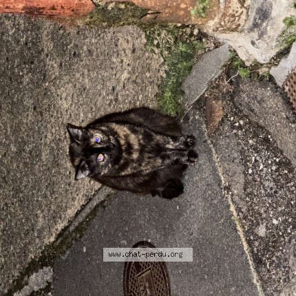 Photo de chat trouvé à Bordeaux