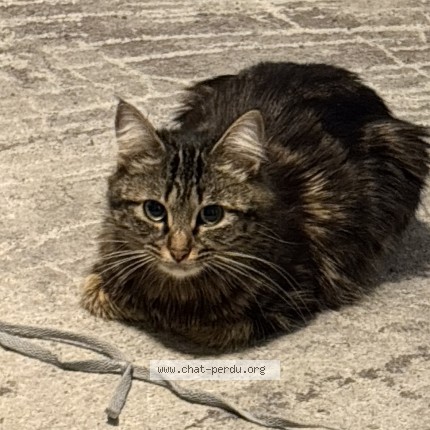 Photo de chat perdu à Choisy Le Roi