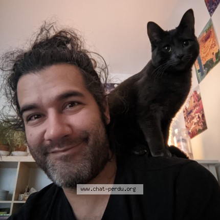 Photo 1/1 Chat retrouvé Perdu à Longueuil