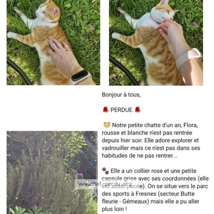 Photo de chat perdu à Fresnes