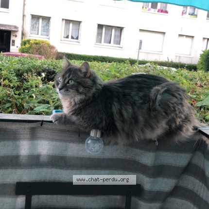 Photo de chat perdu à Ivry Sur Seine