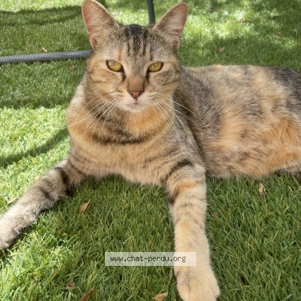 Photo 1/1 miamiaou Chat perdu à Colomiers