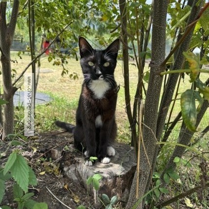 Photo 1/1 Missy Chat perdu à Saint Louis