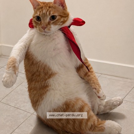 Photo 1/1 minou Chat perdu à Montpellier