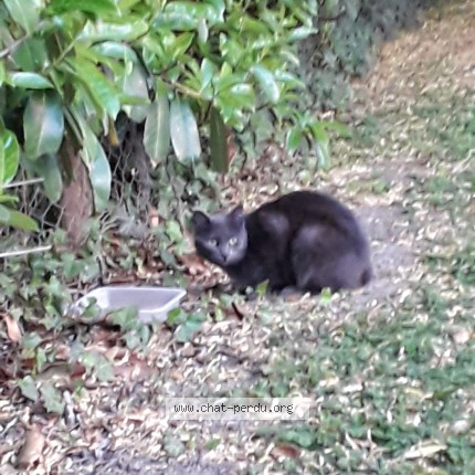 Photo 1/1 Chat trouvé Trouvé à Coulommiers