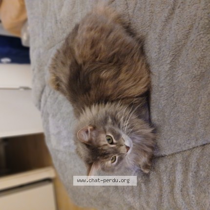 Photo 1/1 saphyre Chat perdu à Bois L Eveque