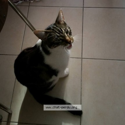 Photo 1/1 Lucky Chat perdu à Puget Sur Argens