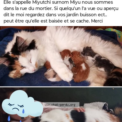 Photo 1/1 Miyutchi Chat perdu à Saint Gereon