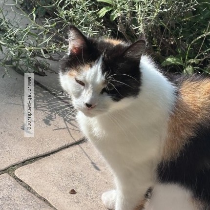 Photo 1/1 Jasmine Chat perdu à Divonne Les Bains