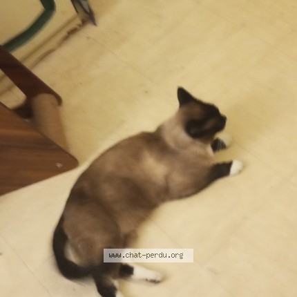 Photo 1/1 Chat retrouvé Perdu à Grezieu La Varenne