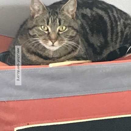 Photo 3/3 Chat retrouvé Perdu à Neuilly Plaisance