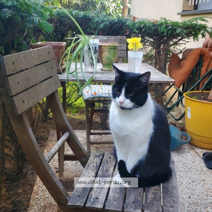Photo 1/1 yaya Chat perdu à Paris