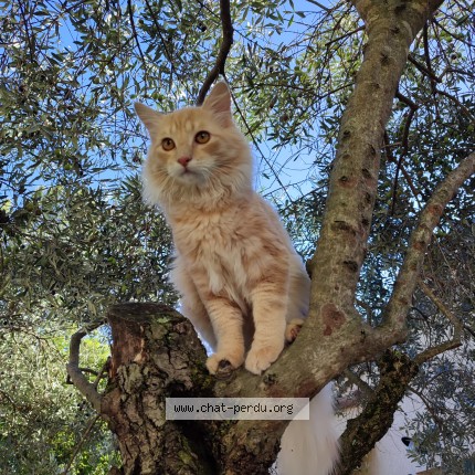 Photo 1/1 Yoshi Chat perdu à Montelimar