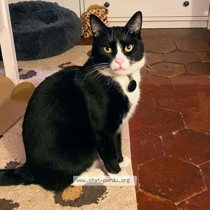 Photo 1/1 Chat retrouvé Perdu à Paris