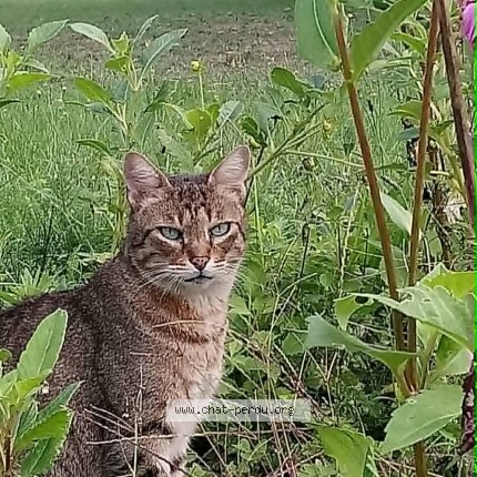 Photo 1/1 Sam Chat perdu à Merignac