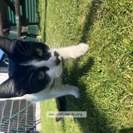 Photo 1/1 Chat trouvé Trouvé à Douai