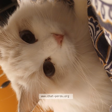 Photo de chat perdu à Pontault Combault