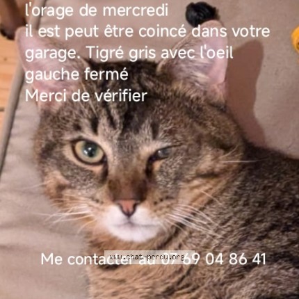 Photo 1/1 Choubidou Chat perdu à Tarbes