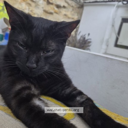 Photo 1/1 Noz Chat perdu à Neauphle Le Vieux