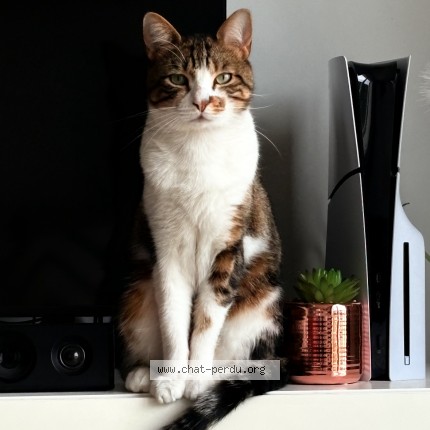 Photo 1/1 whity Chat perdu à Vernaison