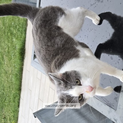 Photo 1/1 Chat trouvé Trouvé à Meaux