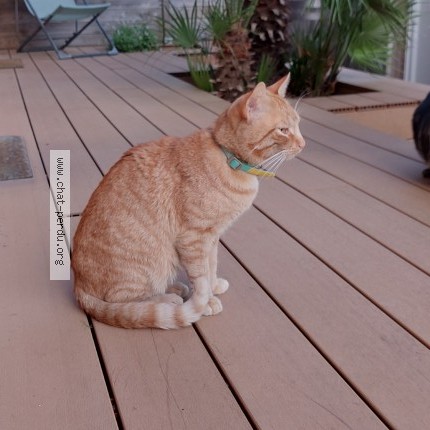 Photo 3/3 Chat trouvé Trouvé à Saint Nazaire