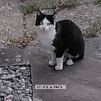 Photo 1/1 Chat trouvé Trouvé à Lucens