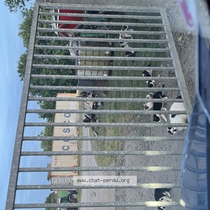 Photo 1/1 Chat trouvé Trouvé à Saint Nazaire