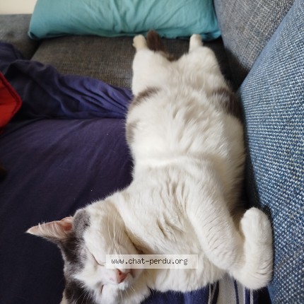 Photo 1/1 Groseille Chat perdu à Arcueil